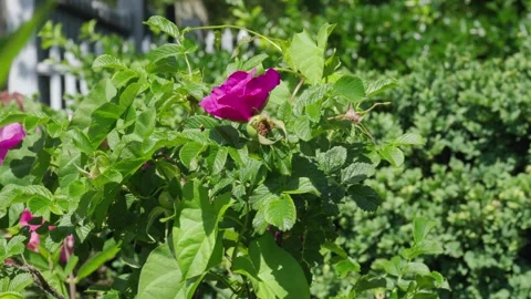 Bumblebee flies into and out of a bold pink wildflower Stock Footage 242342675