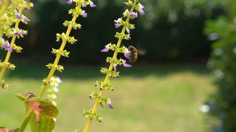 The bumblebee flies and pollinates coleus flowers Stock Footage 295852193