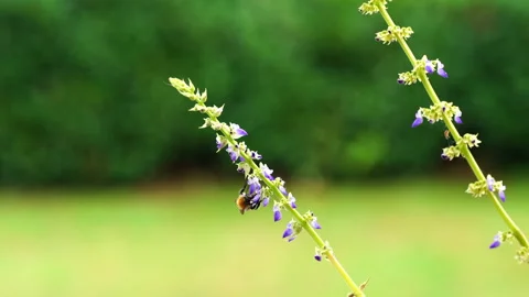 The bumblebee flies and pollinates coleus flowers Stock Footage 295876340