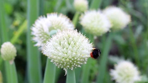 The bumblebee flies and pollinates the flower Stock Footage 161449763