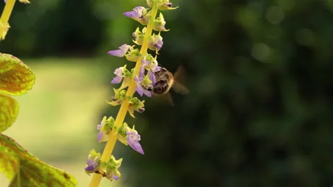 The bumblebee flies and pollinates flowers Vídeos de archivo 284243233