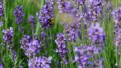Bumblebee flies and sucking nectar from fragrant Lavender flowers Видео 196736090