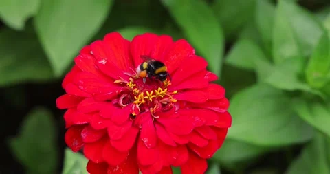 The bumblebee flies and takes a nectar from the Zinnia flower Stock Footage 201481290