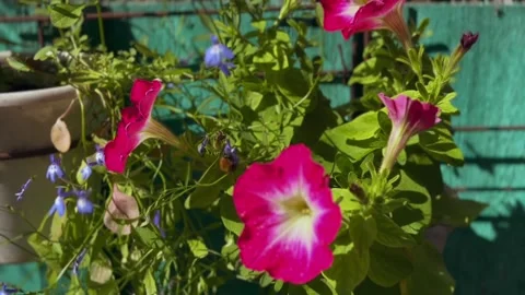 A bumblebee flies around the bright pink flowers of petunia and collects nectar Stock Footage 331407447