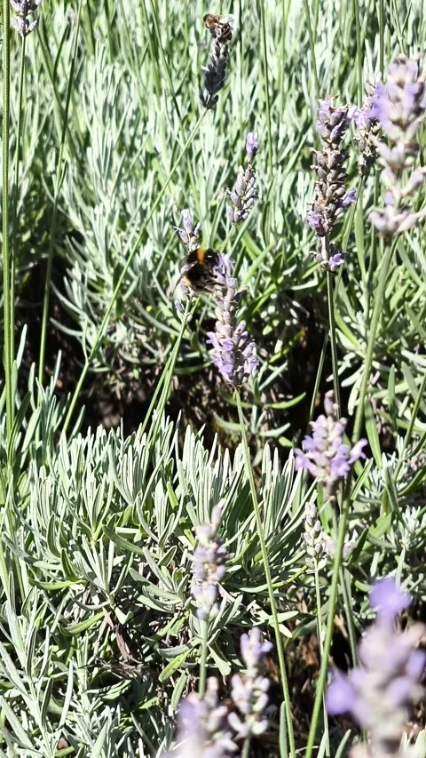 A bumblebee flies around a flower Stock Footage 279403975