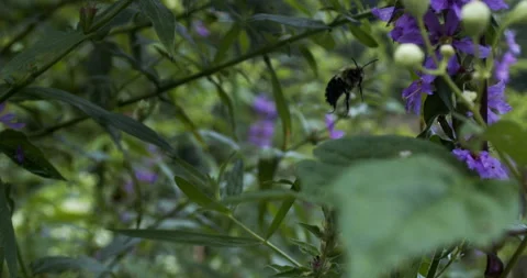 Bumblebee Flies Around Flowers in Slow Motion 動画素材 248093600