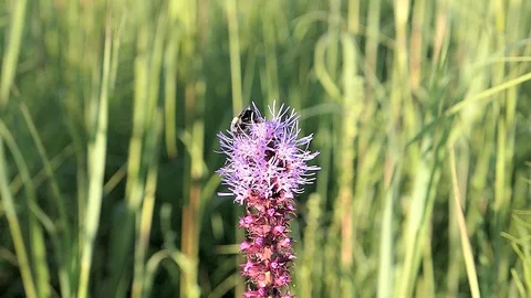 Bumblebee flies away after getting nectar. Video stock 93525798