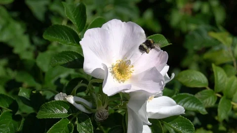 A bumblebee flies away from white wild rose bud on park background. HD footage Stock Footage 108110971
