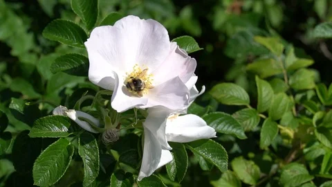 A bumblebee flies away from white wild rose bud on garden background. HD footage Stock Footage 108111122