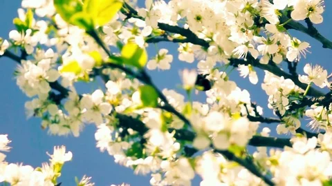 Bumblebee flies in a blossoming tree. Slow motion. Stock Footage 76189243