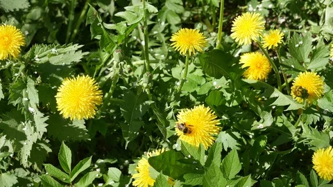 The bumblebee flies from a dandelion on a dandelion. Stockbeeldmateriaal 117099072