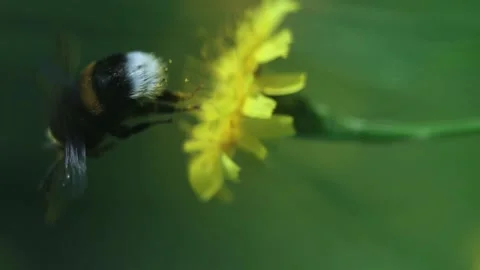 Bumblebee Flies Off Dandelion Flower. Macro Vertical Shot Slow Motion Stock Footage 166749016