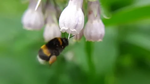 A bumblebee flies up to a delicate pink flower.  Slow-motion close-up video. Stock Footage 199682290
