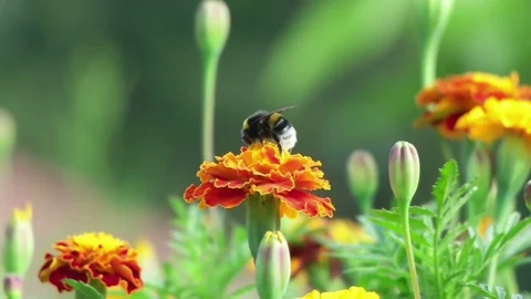 Bumblebee flies from flower to flower, close-up, slow motion Stock Footage 79535335