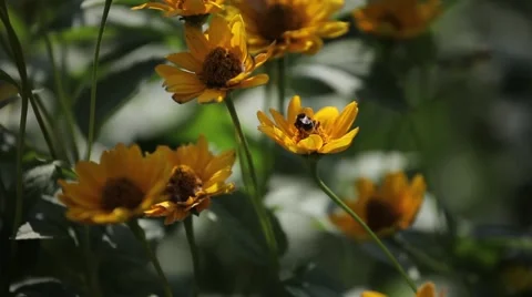 Bumblebee flies from flower to flower Stock Footage 62408005