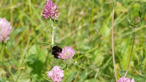 Bumblebee flies from flower to flower. Stockbeeldmateriaal 115234710