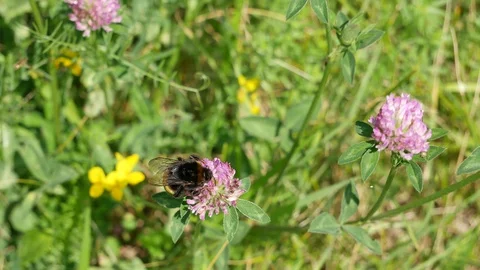 Bumblebee flies from flower to flower Stock Footage 116653957