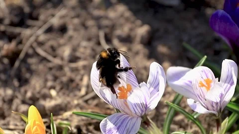 A bumblebee flies from flower to flower Video stock 292809413