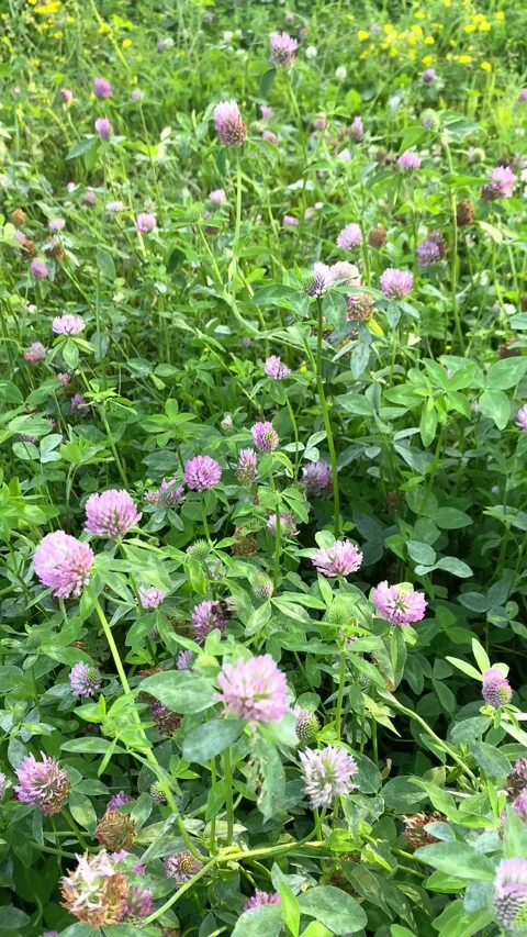 Bumblebee flies from flower to flower. Pollination of flowers.Vertical video Stock Footage 282795461