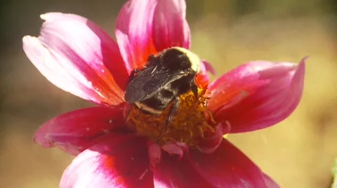 Bumblebee flies off from flower Stock Footage 546800