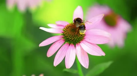 Bumblebee Flies From Flower. Видео 21737700