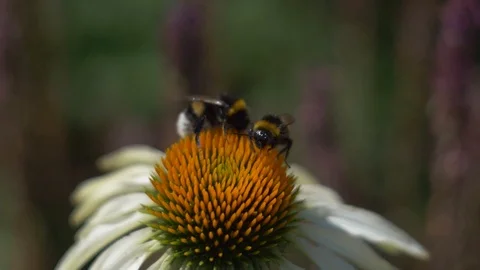 Bumblebee flies off flower Stock Footage 106299754