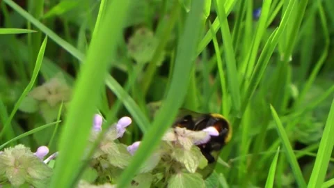 The bumblebee flies on a flower. Stock Footage 153278633