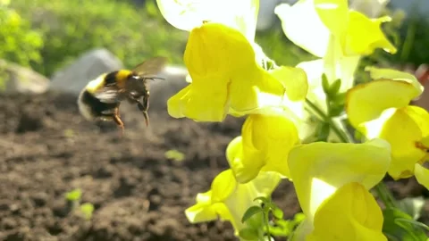 Bumblebee flies to a flower Stock Footage 155669784