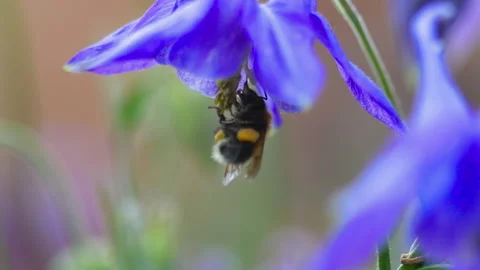 Bumblebee flies by the flower Video stock 166167493
