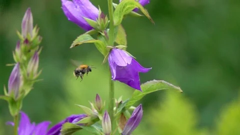 Bumblebee flies to the flower of Giant Bellflower in slow motion Stock Footage 111583853