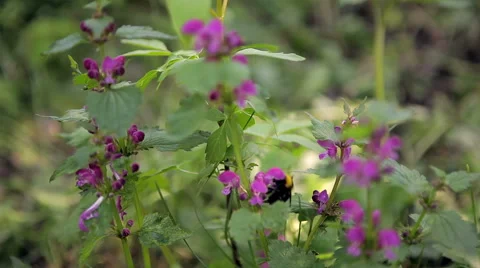 Bumblebee flies flowers Stock Footage 50492096