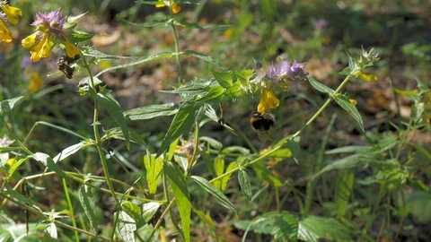 Bumblebee flies on flowers, in the forest. On a sunny summer day. Video stock 92201005