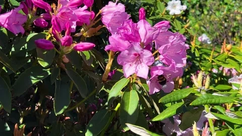 A bumblebee flies from one flower to another. Pink rhododendron blooming. Stock-Footage 315513064