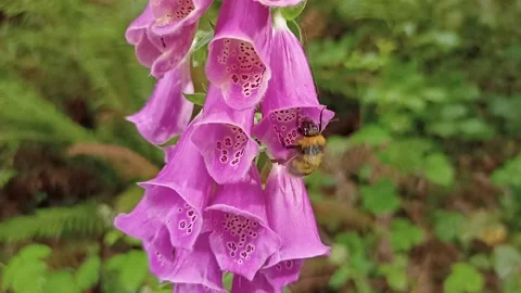 A bumblebee flies out of a red flower in a mountain forest Stock Footage 236141165