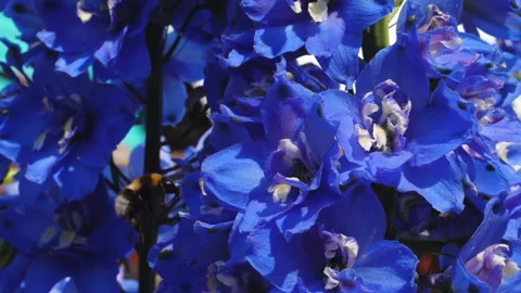 Bumblebee flies over a blue flower Stock Footage 134813012