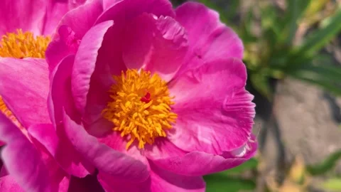 A bumblebee flies over a large, bright pink Paeonia daurica flower.  Stock Footage 315506365
