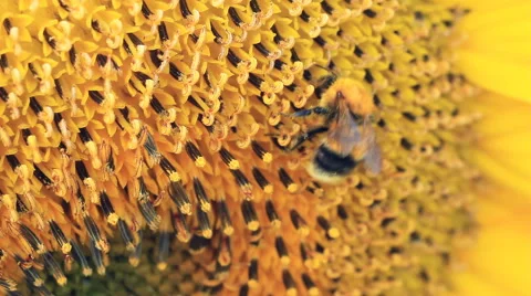 The bumblebee flies over Sunflowers Stock Footage 41289065