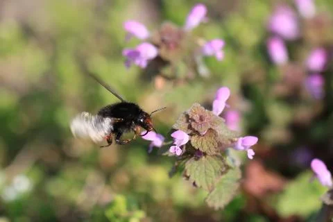 Bumblebee flies Stock Photos