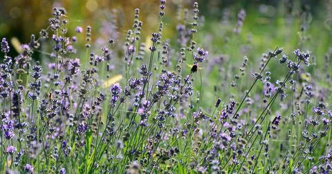 Bumblebee flies Stock Photos