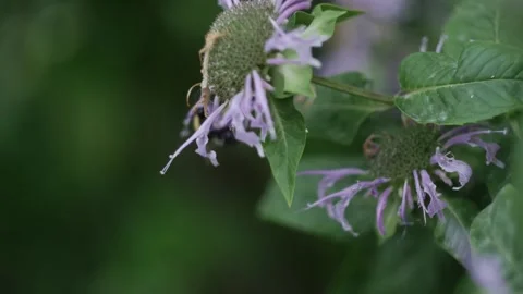 Bumblebee flies pollinates around the purple flower in summer Stock Footage 201690622