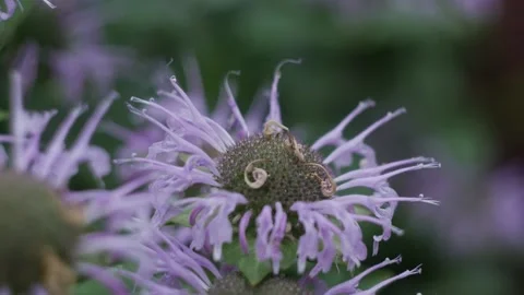 Bumblebee flies pollinates around a purple flower in summer macro photography Stock Footage 201690636