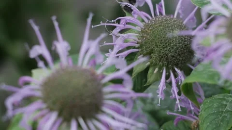 Bumblebee flies pollinates around a purple flower in summer macro photography Stock Footage 201690958