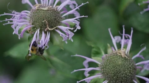 Bumblebee flies pollinates around a purple flower in summer macro photography Stock Footage 201691052