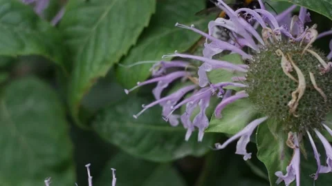 Bumblebee flies pollinates around a purple flower in summer macro photography Stock Footage 201691513