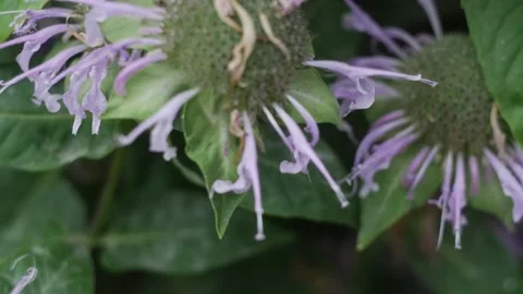 Bumblebee flies pollinates around a purple flower in summer macro photography Stock Footage 201691690