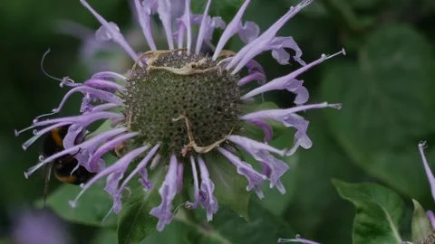 Bumblebee flies pollinates around a purple flower in summer macro photography Stock Footage 201691723