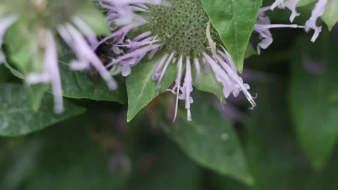 Bumblebee flies pollinates around a purple flower in summer macro photography Stock Footage 201692076