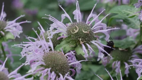 Bumblebee flies pollinates around a purple flower in summer macro photography Stock Footage 201692481