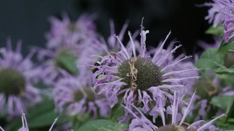 Bumblebee flies pollinates around a purple flower in summer macro photography Stock Footage 201692789