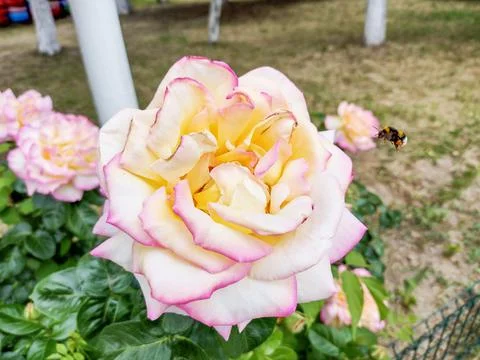 A bumblebee flies to a rose Fotos de archivo